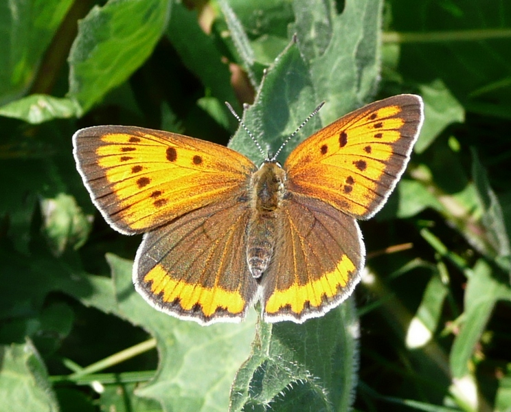 Lycaena dispar - femmina in deposizione